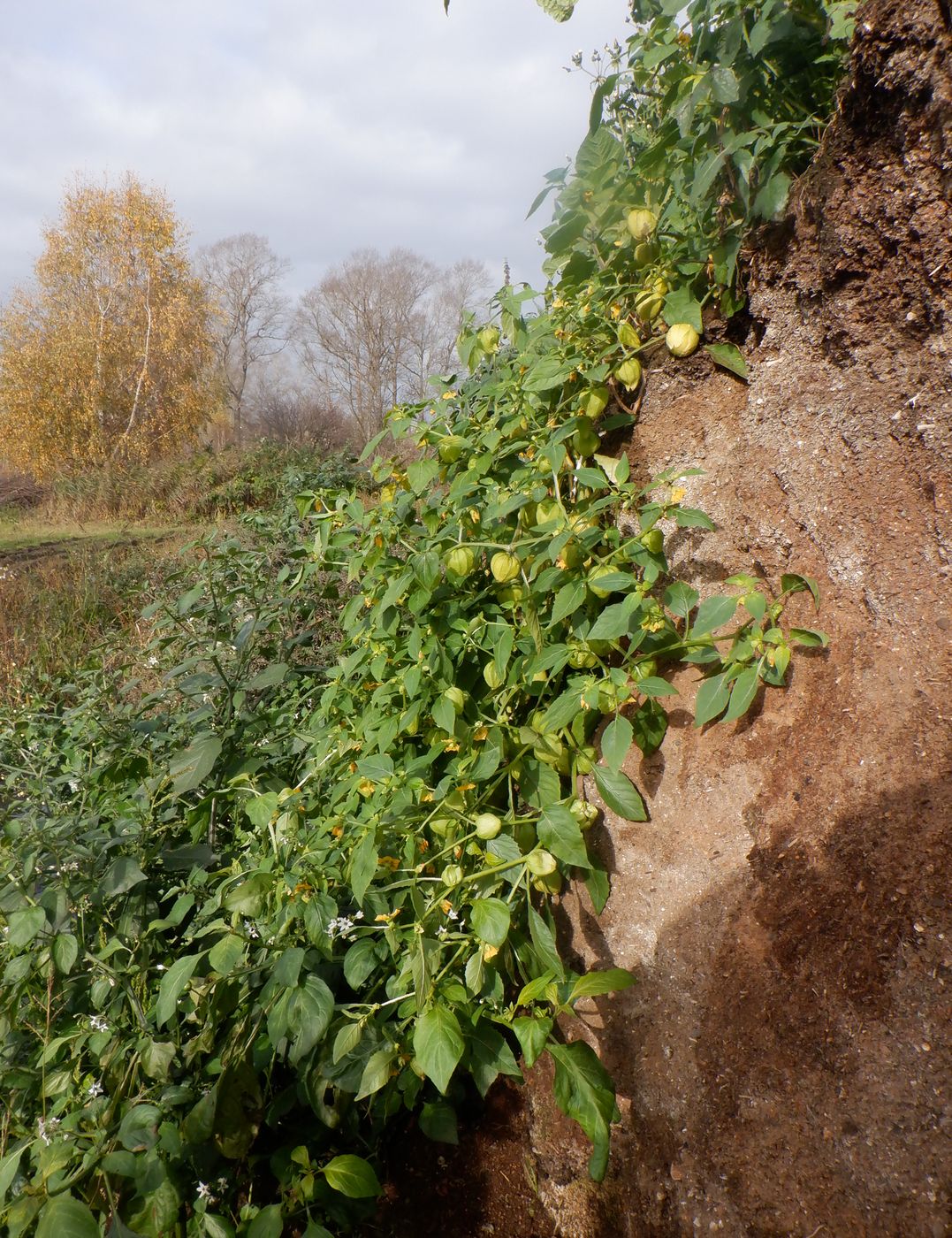 Image of Physalis ixocarpa specimen.