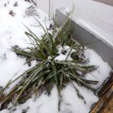 род Yucca