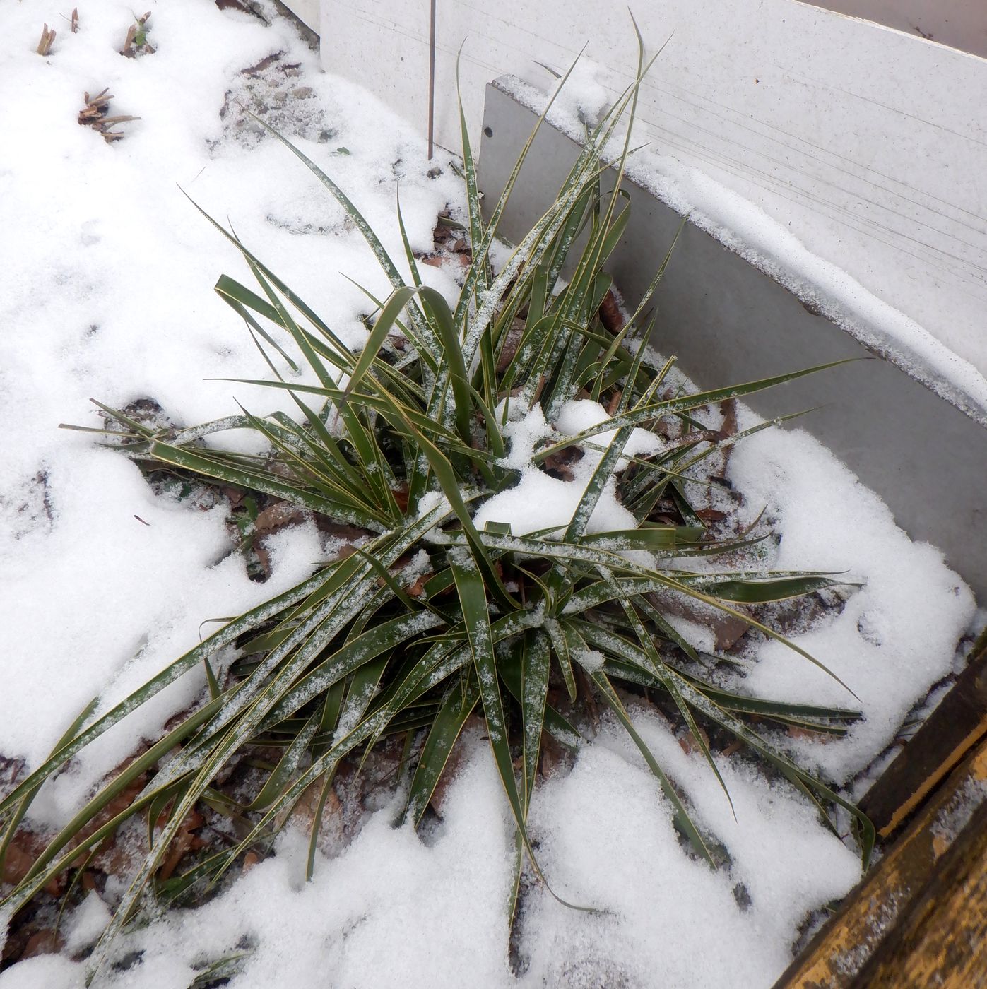 Image of genus Yucca specimen.