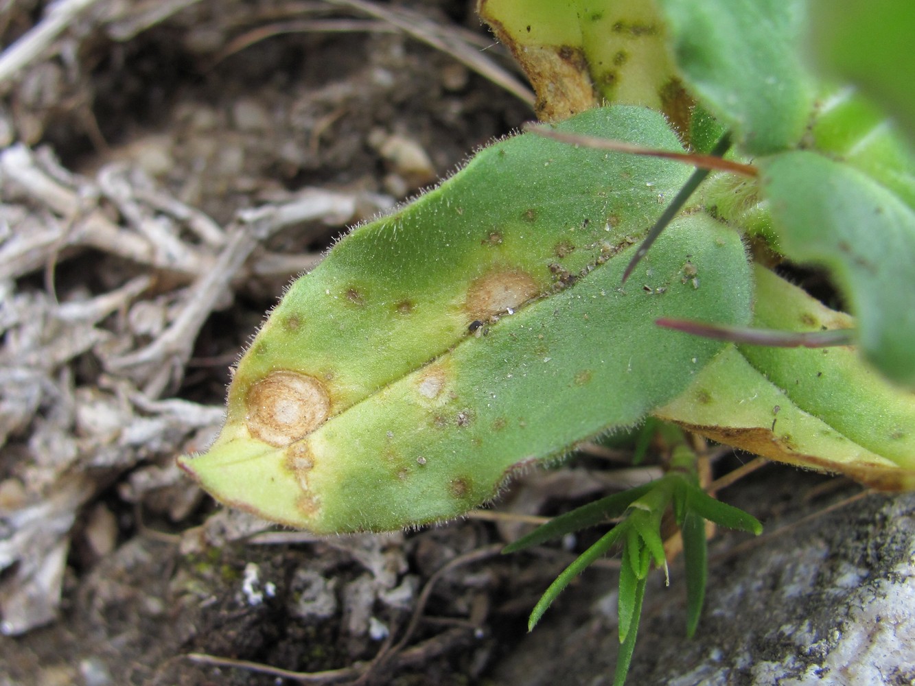 Image of Cerastium undulatifolium specimen.