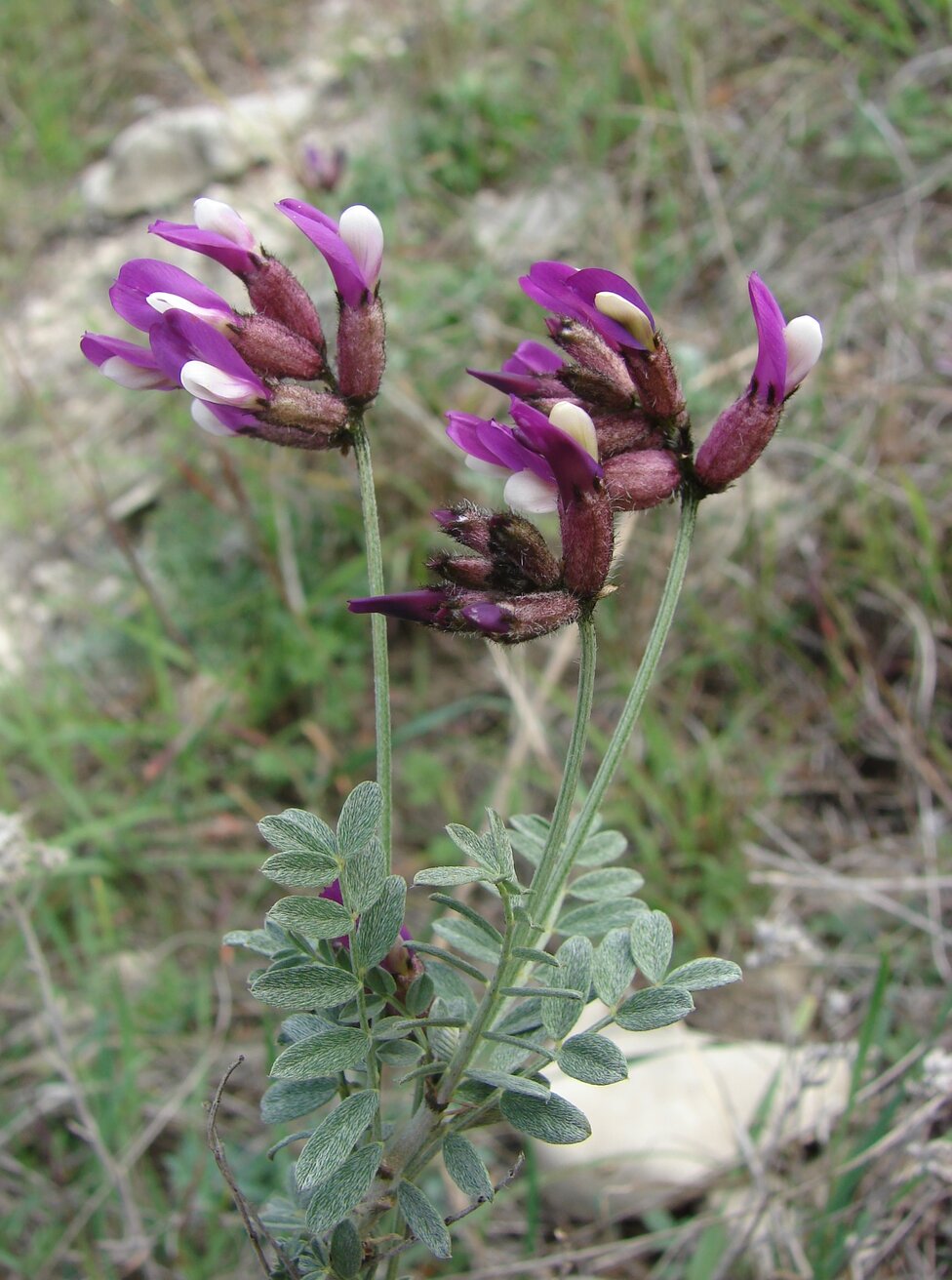 Image of Astragalus vesicarius specimen.