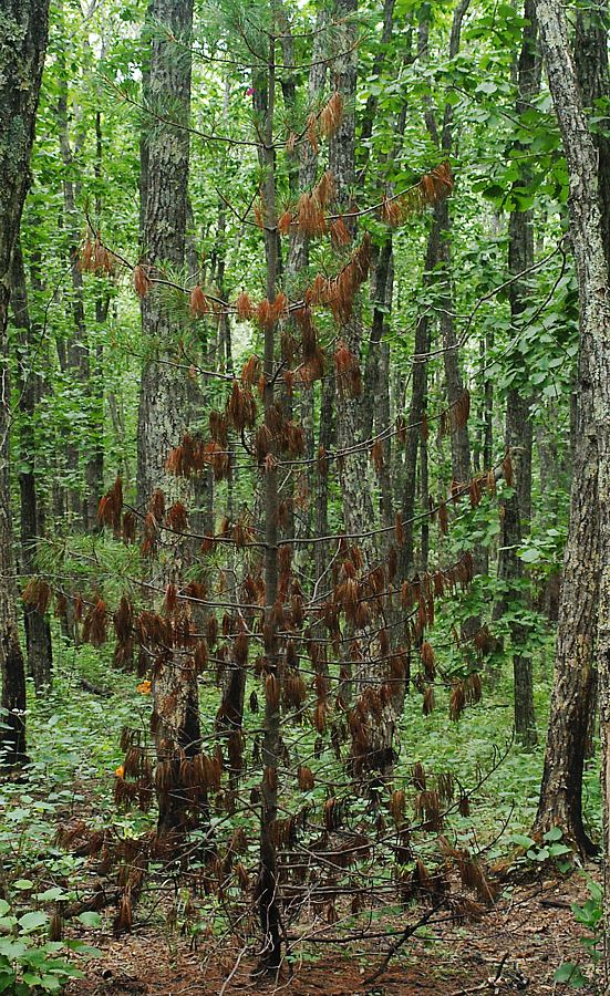 Изображение особи Pinus koraiensis.