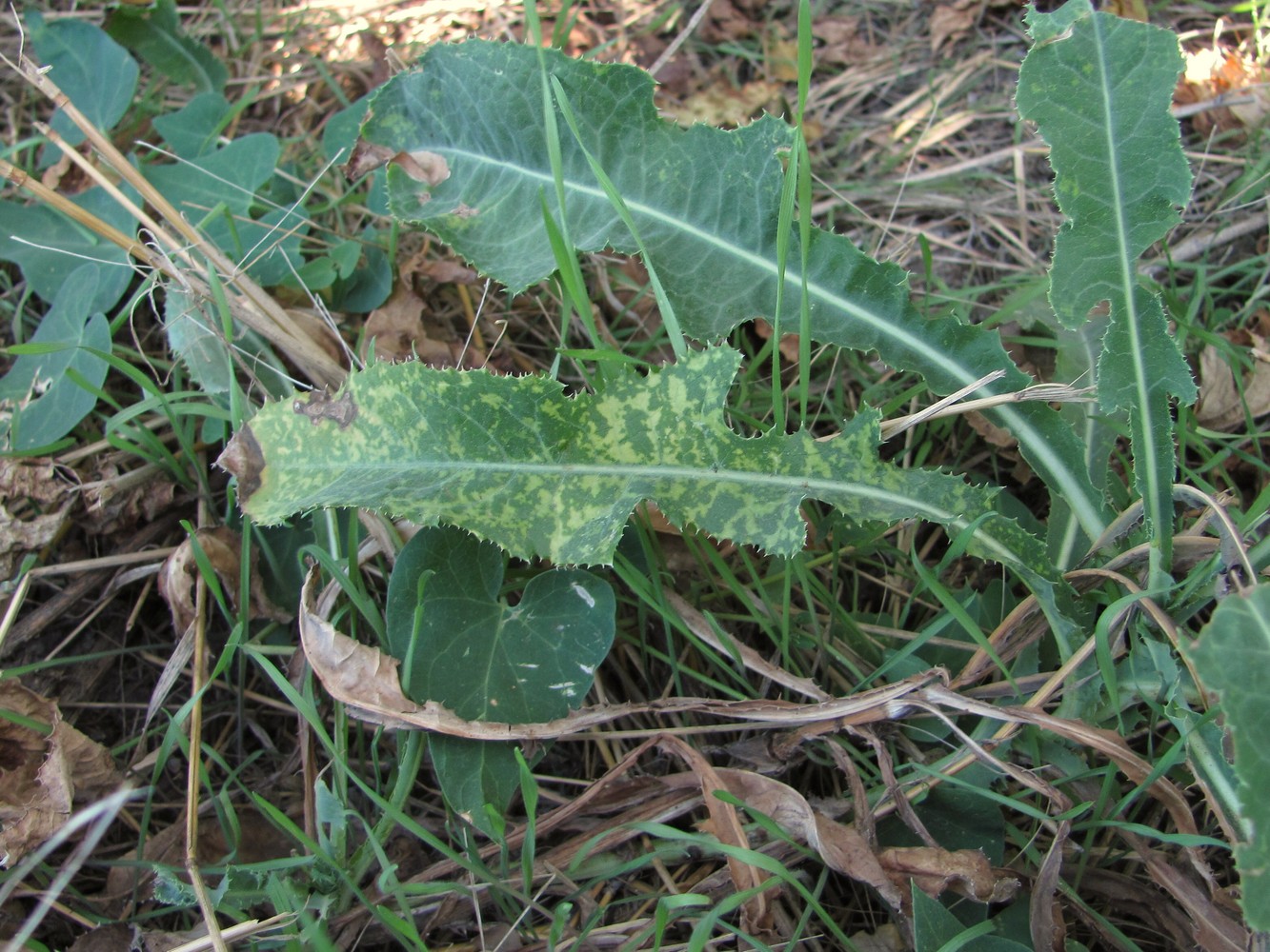 Изображение особи Sonchus arvensis.