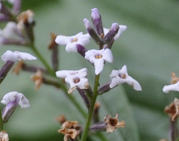 Image of Aloysia citriodora specimen.