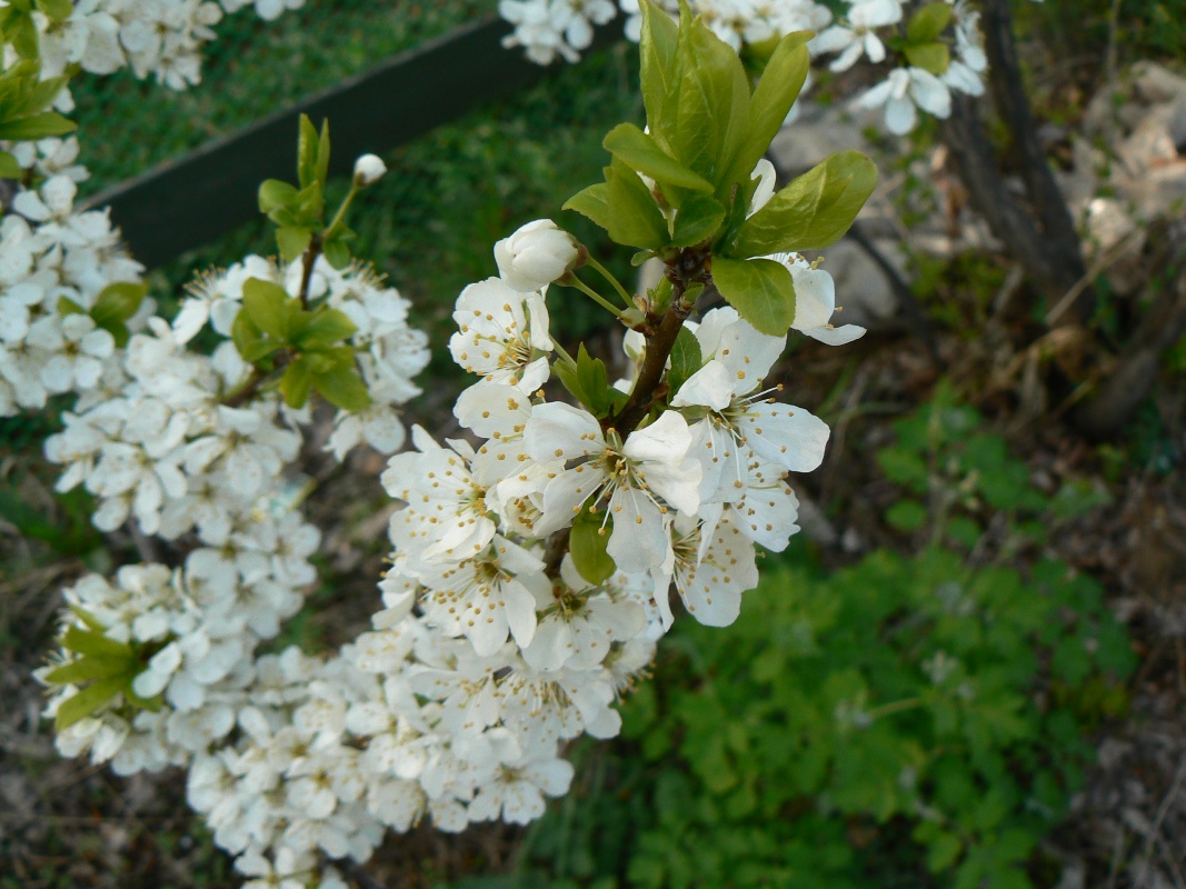 Изображение особи Prunus domestica.