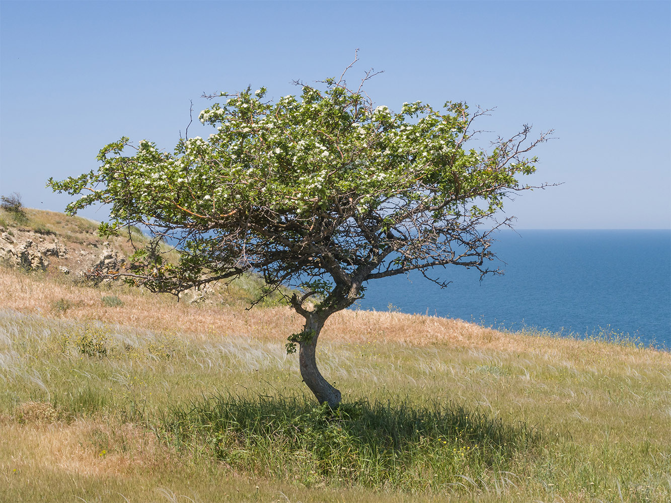 Изображение особи Crataegus rhipidophylla.