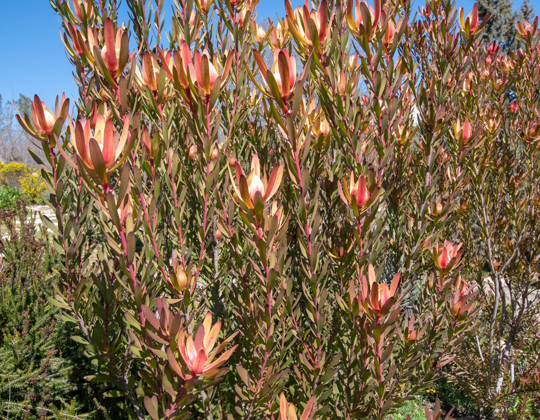 Изображение особи род Leucadendron.