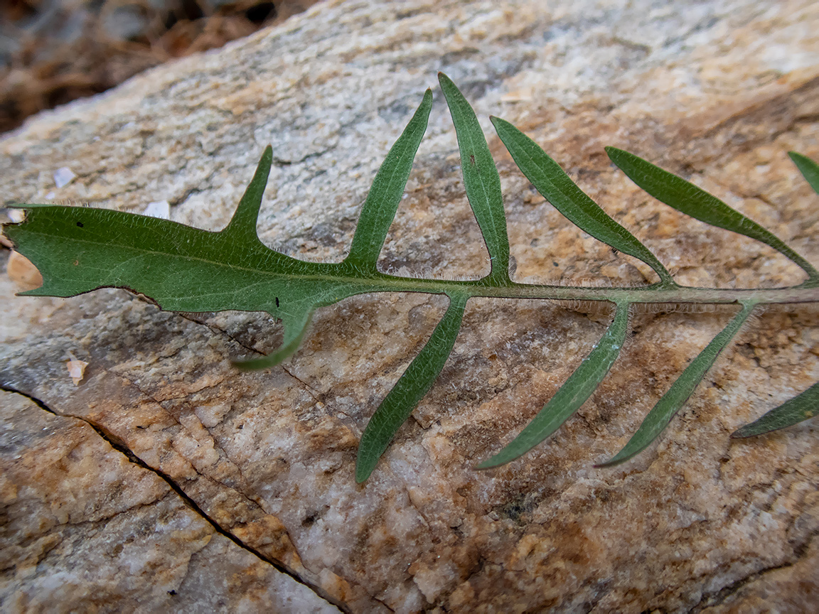 Image of Crepis rhoeadifolia specimen.