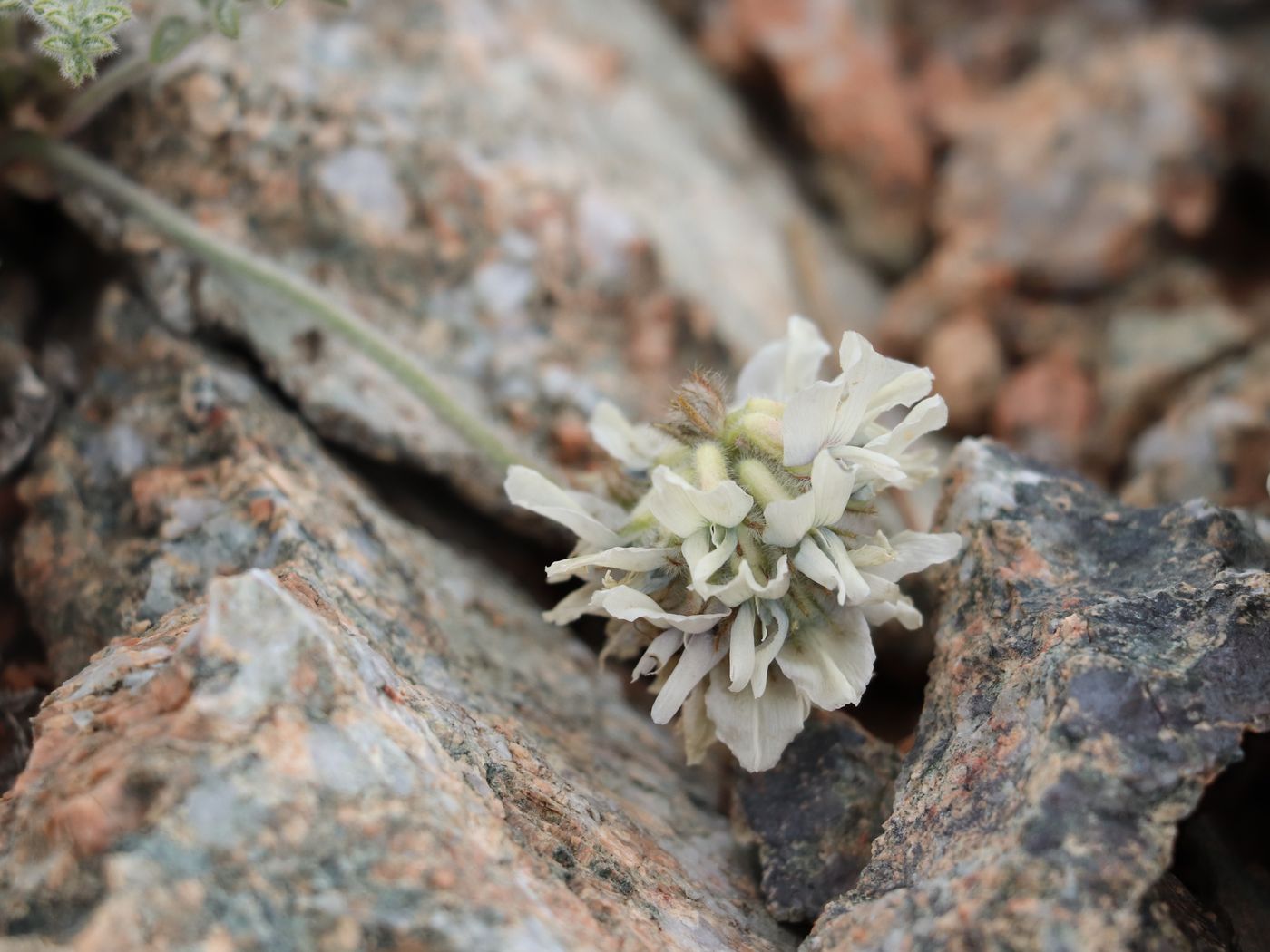 Image of Oxytropis terekensis specimen.