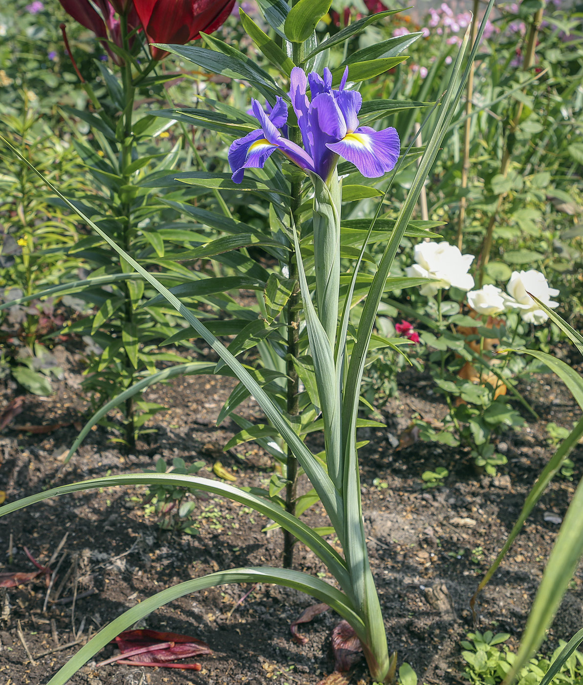 Image of Iris &times; hollandica specimen.