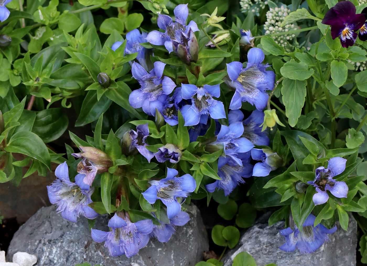 Image of Gentiana septemfida specimen.