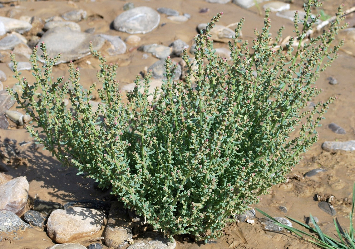 Image of Suaeda crassifolia specimen.