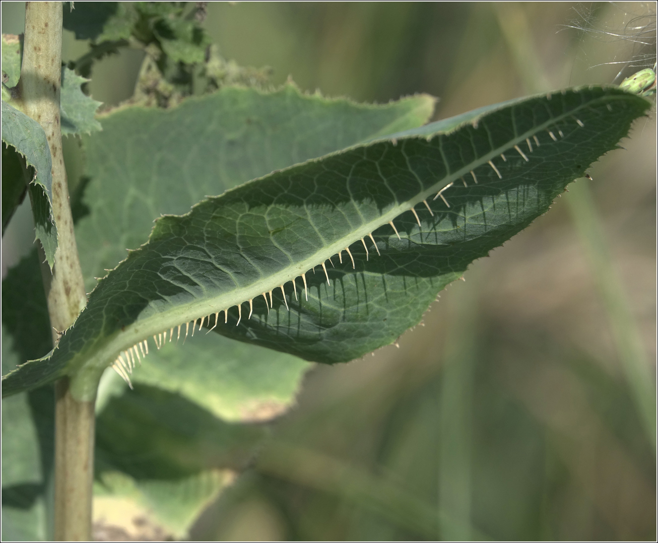 Изображение особи Lactuca serriola.