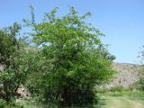 Gleditsia caspia