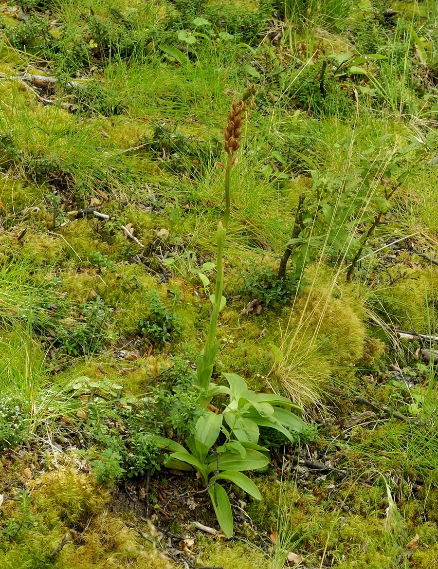 Image of Gavilea lutea specimen.