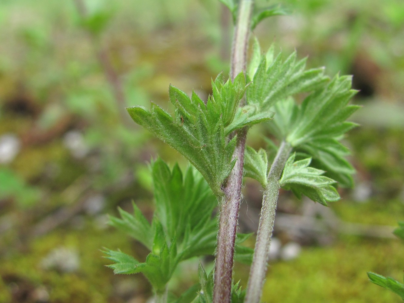 Image of Euphrasia caucasica specimen.