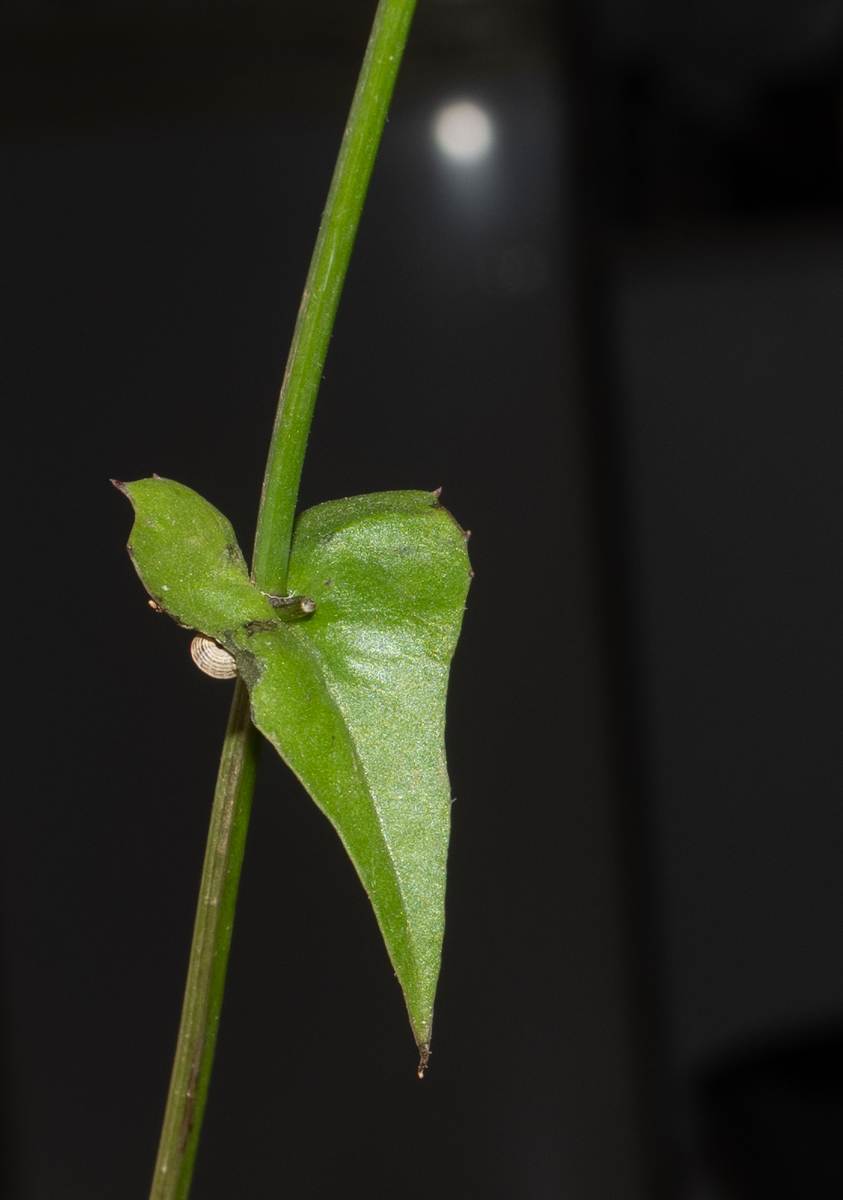 Изображение особи Crepis palaestina.