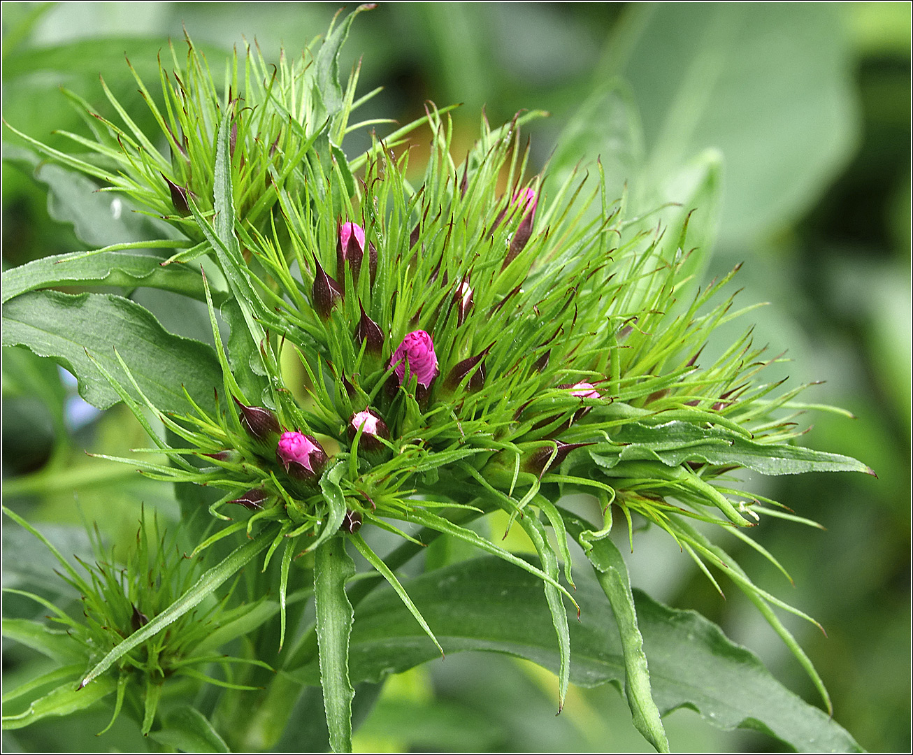 Изображение особи Dianthus barbatus.