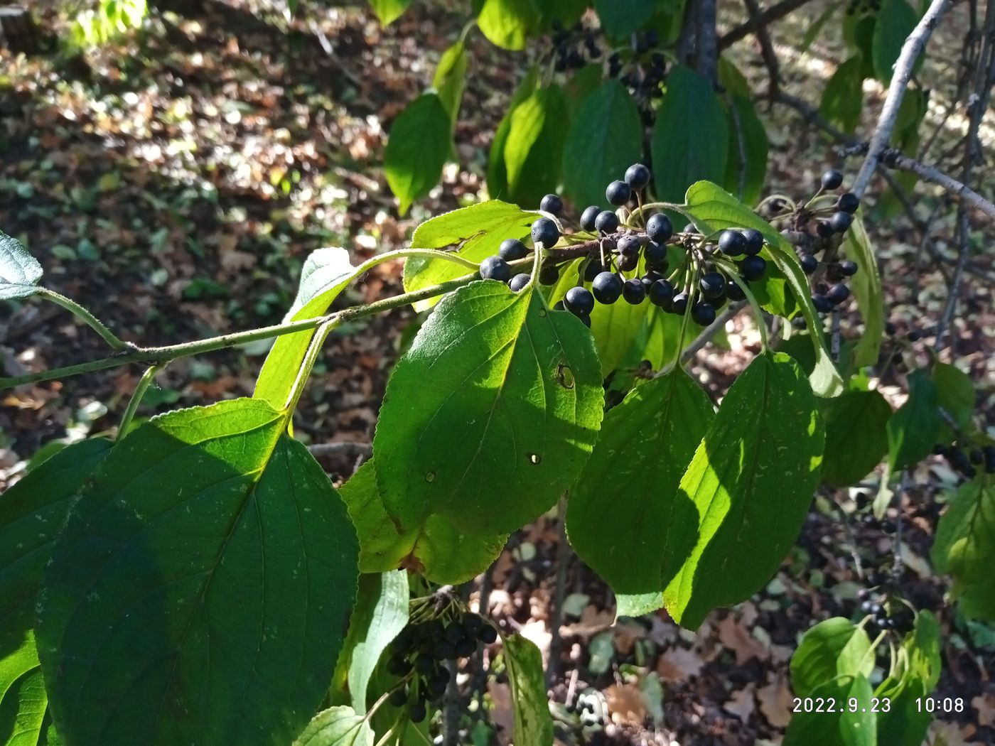 Image of Rhamnus cathartica specimen.