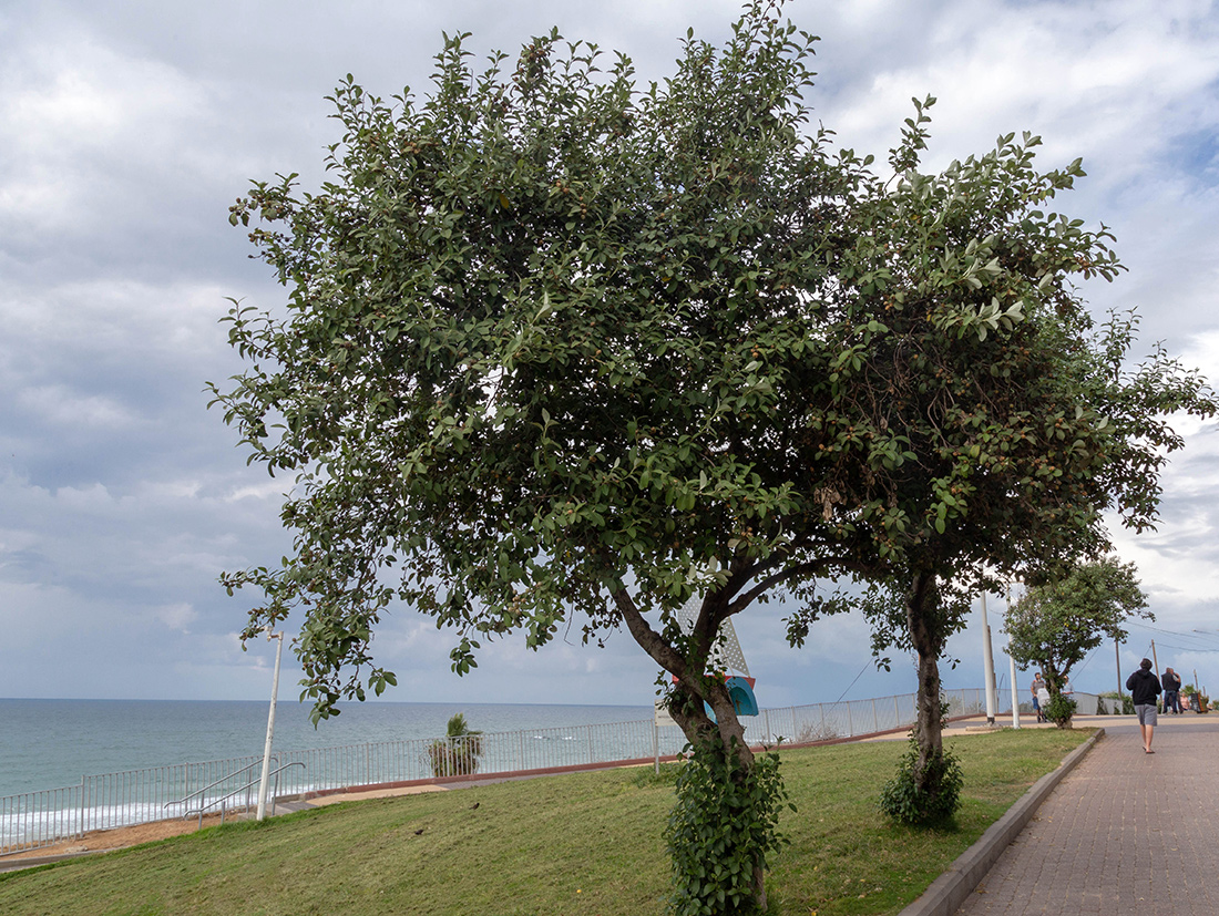 Изображение особи Lagunaria patersonia.