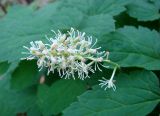 Actaea erythrocarpa. Соцветие с отцветающими цветками. Якутия, Мирнинский р-н, окр. пос. Светлый, прибрежная лесная зона р. Вилюй. 27.06.2009.