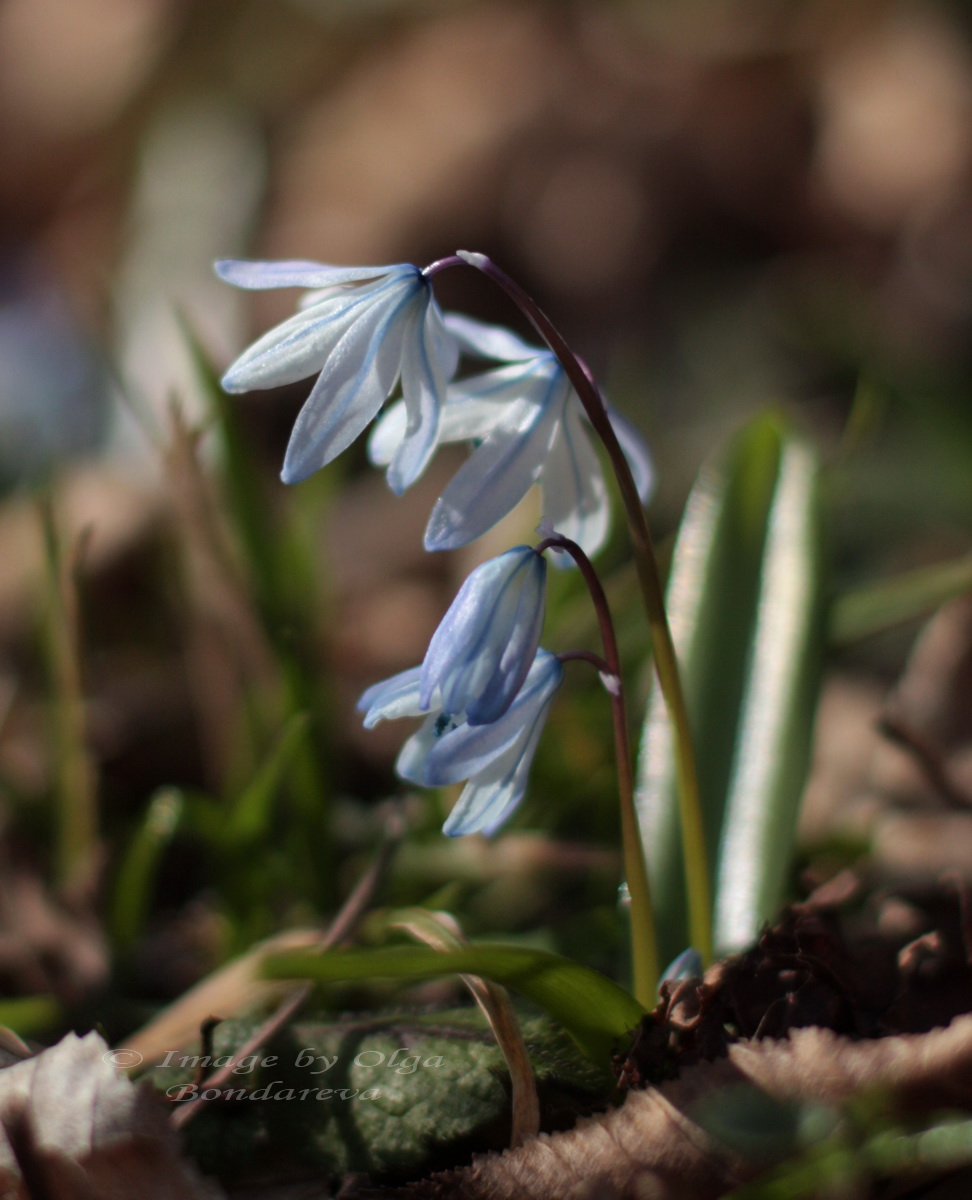 Изображение особи Scilla winogradowii.