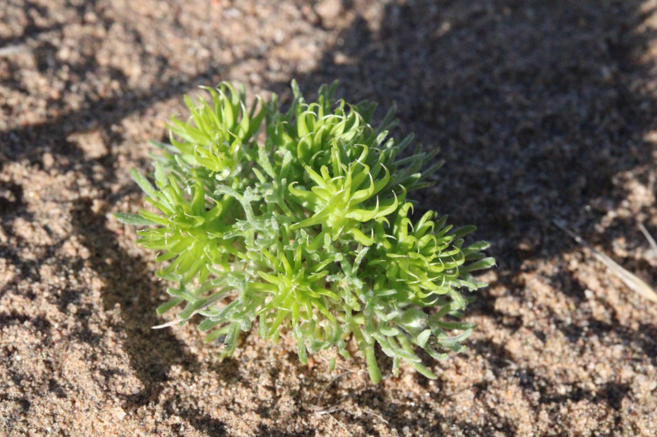 Image of genus Ceratocephala specimen.