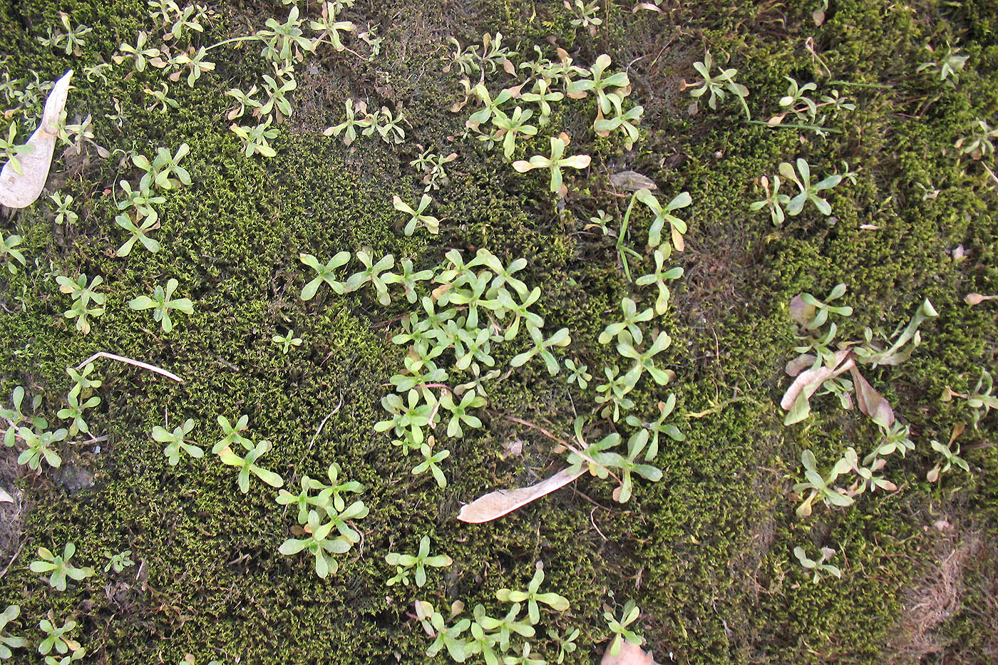 Image of Cerastium holosteoides specimen.