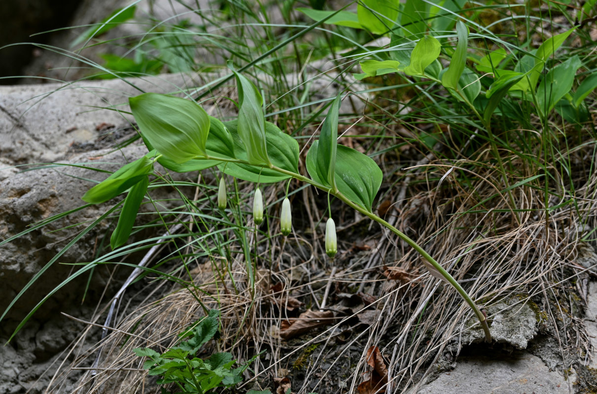 Image of Polygonatum glaberrimum specimen.