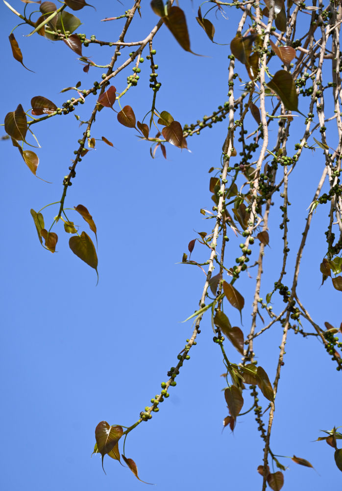 Изображение особи Ficus religiosa.