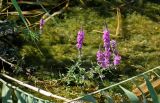 Lythrum salicaria