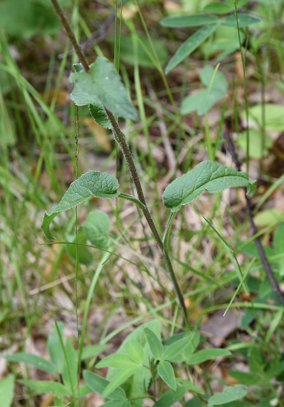 Image of Campanula glomerata specimen.