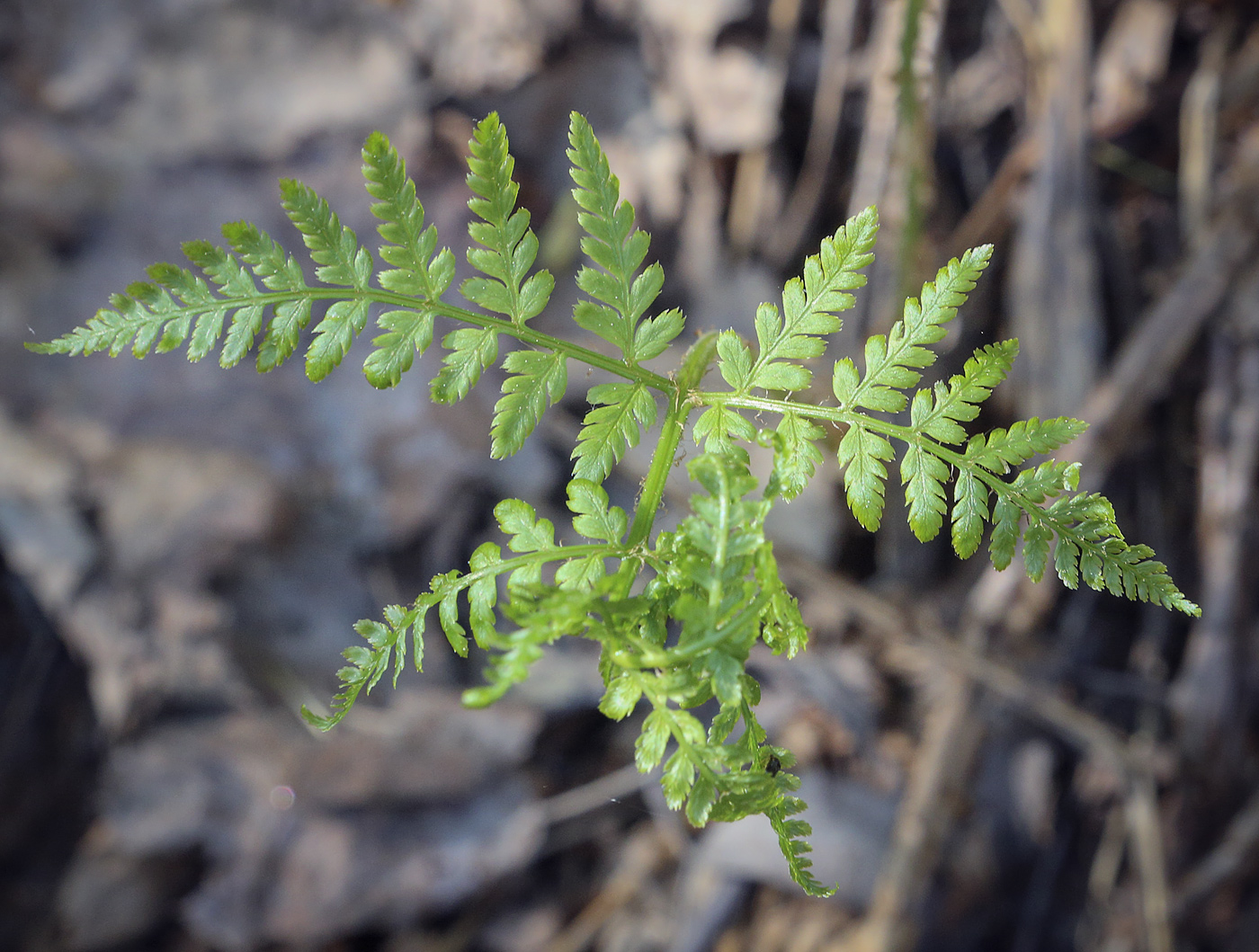 Image of Dryopteris expansa specimen.