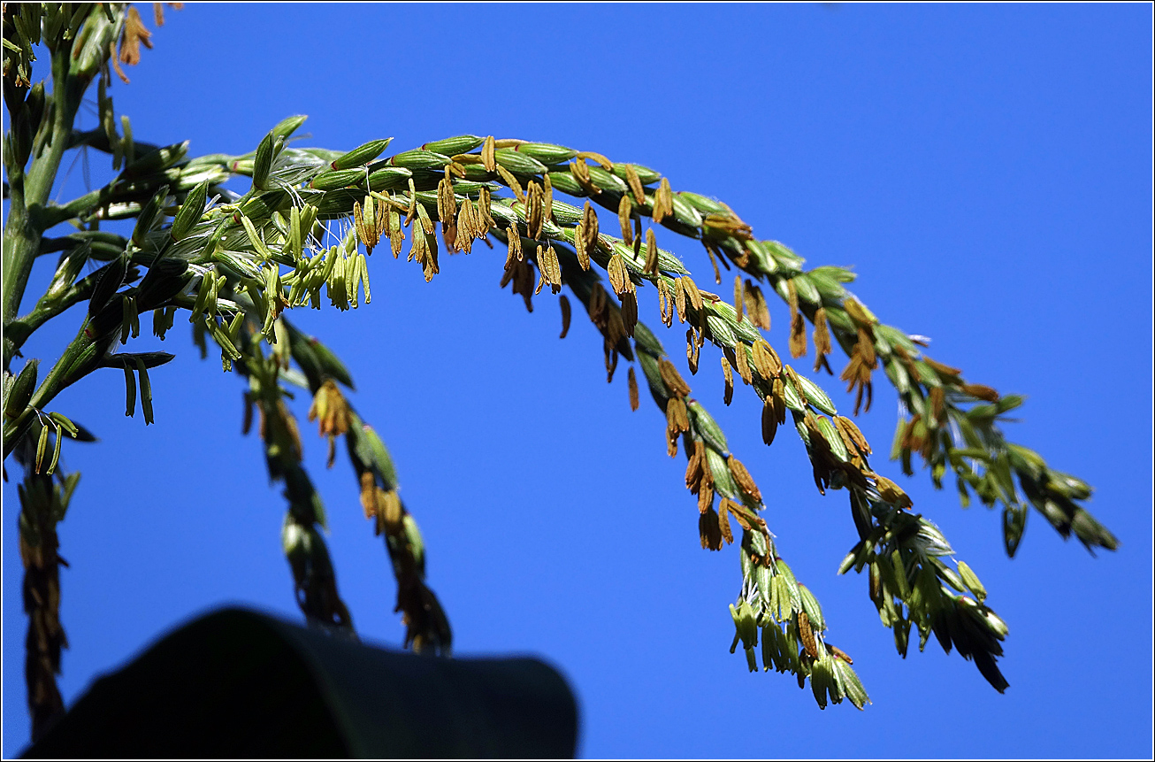 Изображение особи Zea mays.