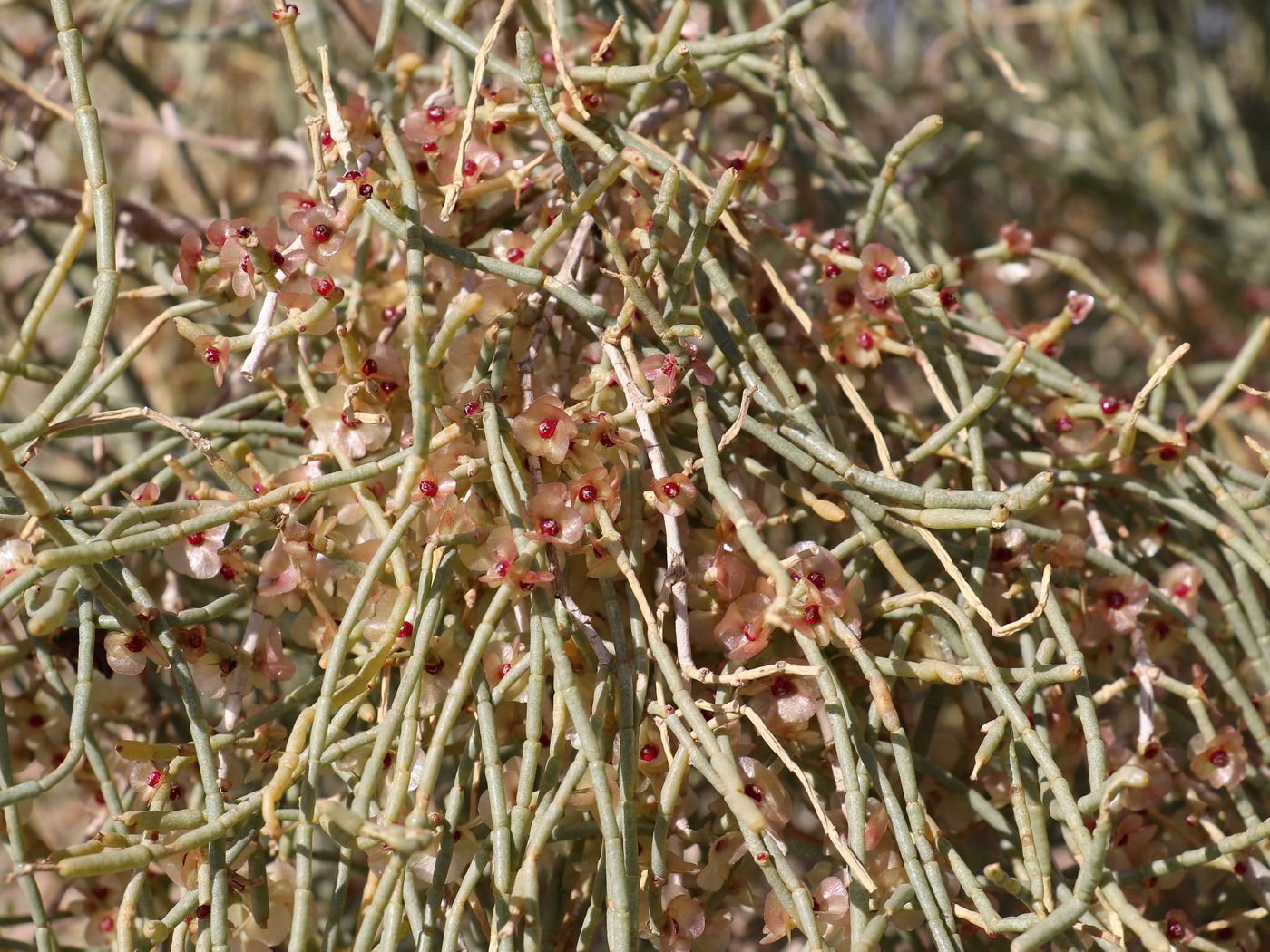 Image of Haloxylon aphyllum specimen.