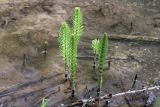 Смотреть изображение Equisetum telmateia