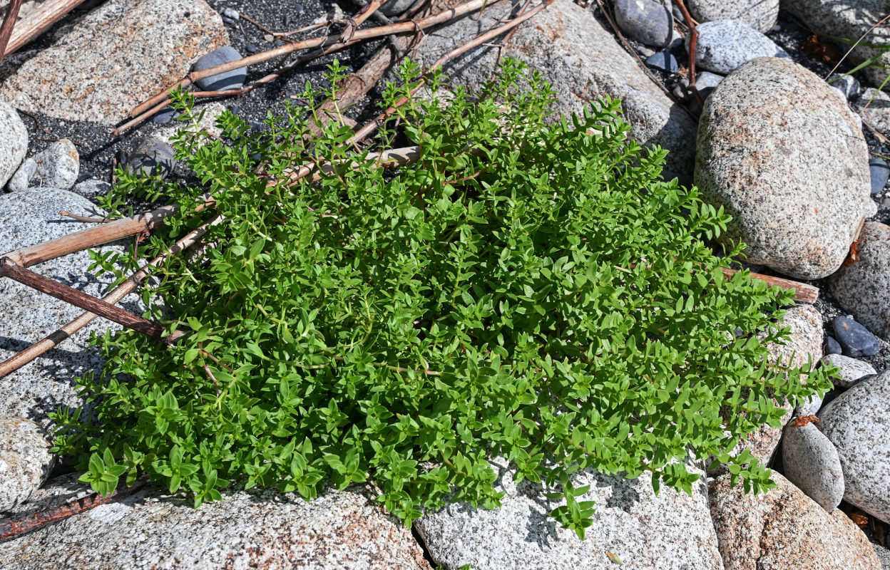 Изображение особи Honckenya peploides ssp. major.