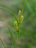 Carex pallescens. Верхушка генеративного побега с соплодиями и сохранившимся тычиночным колоском. Ульяновская обл., г. Димитровград, пойма р. Б. Черемшан, лесопарк \"Дубовая роща\", местами заболоченная дубрава, просека. 12.06.2023.