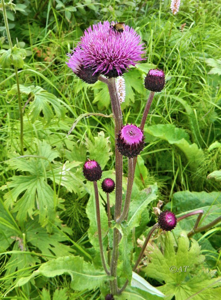 Image of Cirsium helenioides specimen.