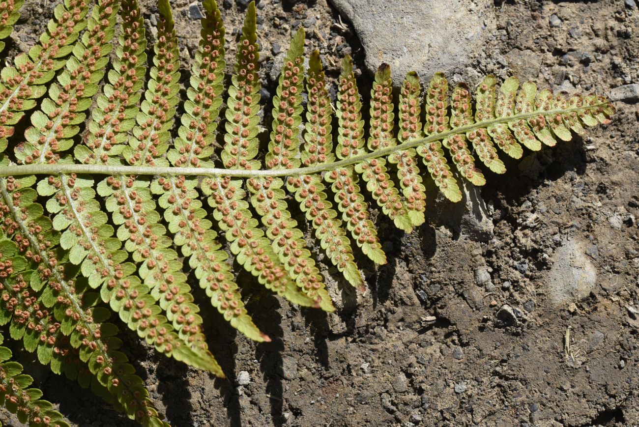 Image of genus Dryopteris specimen.