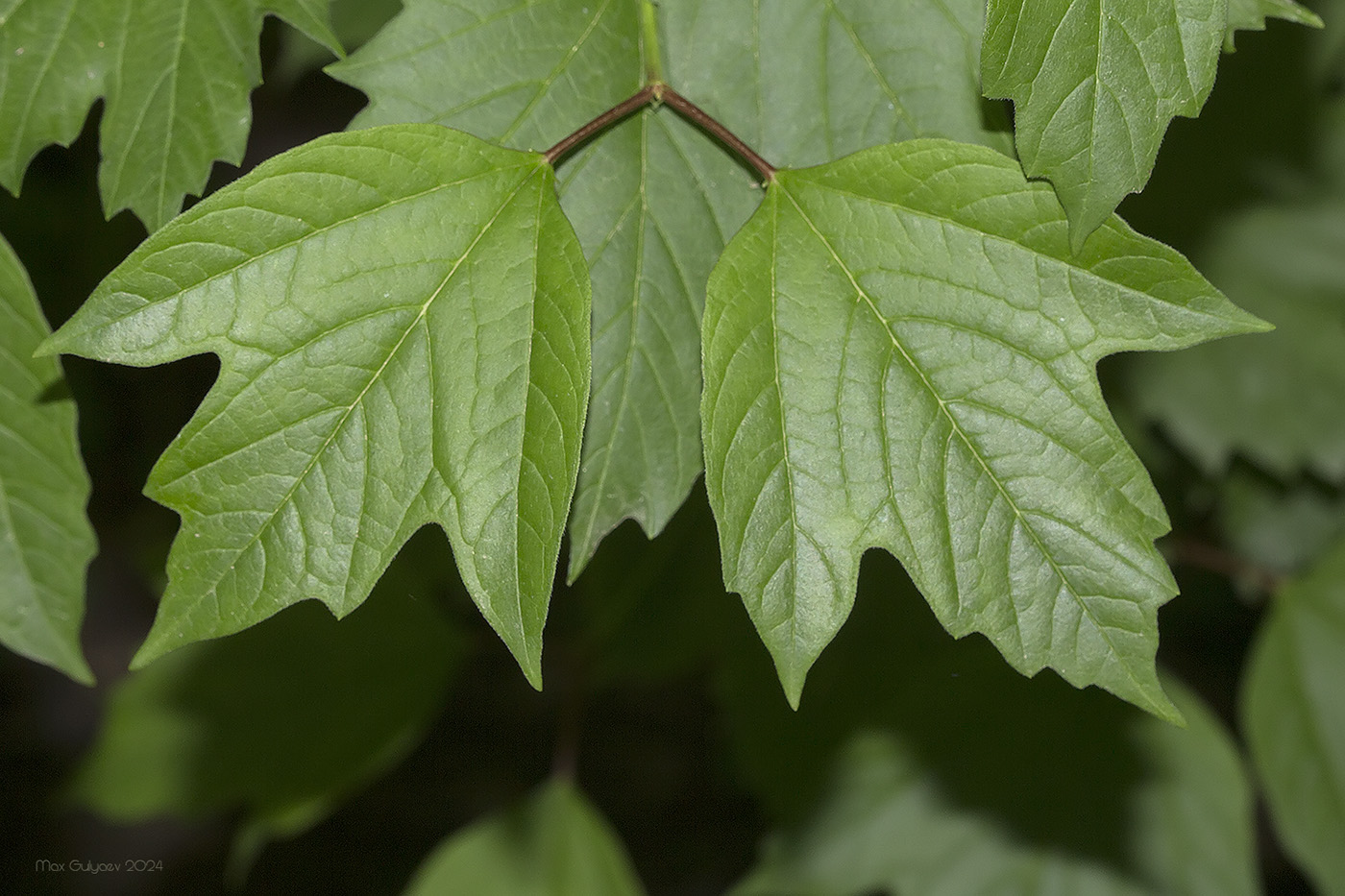 Image of Viburnum opulus specimen.