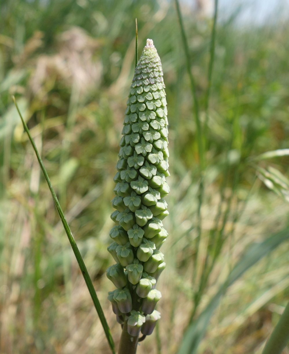 Image of Leopoldia comosa specimen.