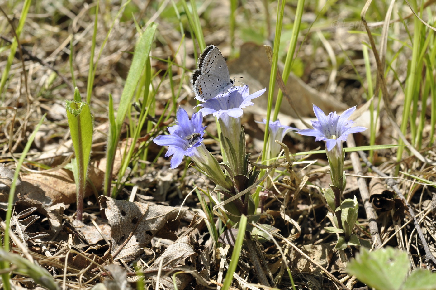 Изображение особи Gentiana zollingeri.