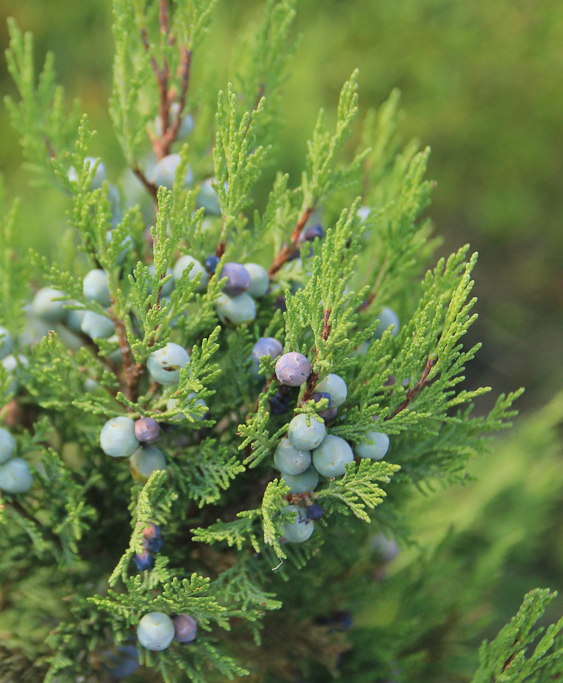 Image of Juniperus excelsa specimen.