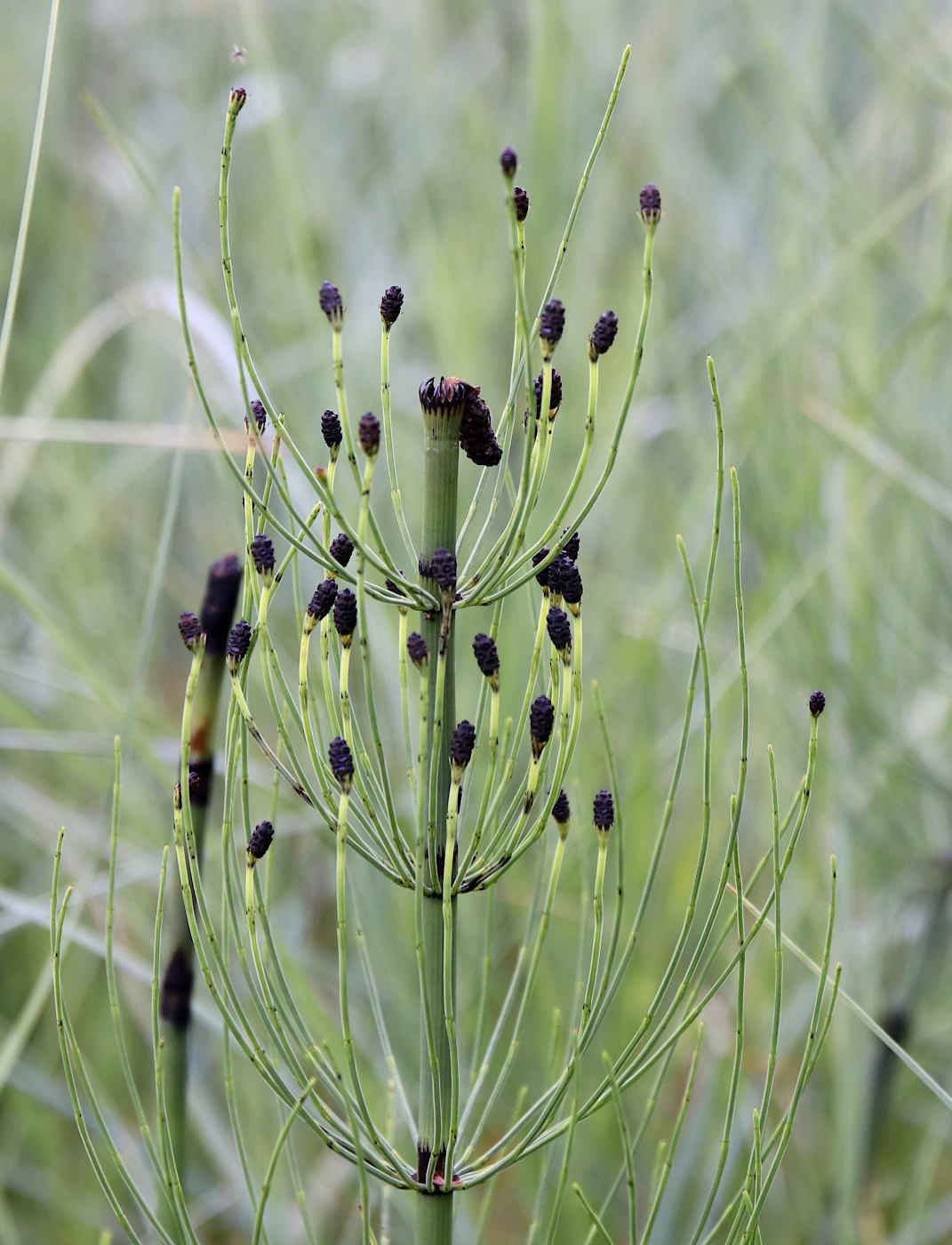 Изображение особи Equisetum fluviatile.