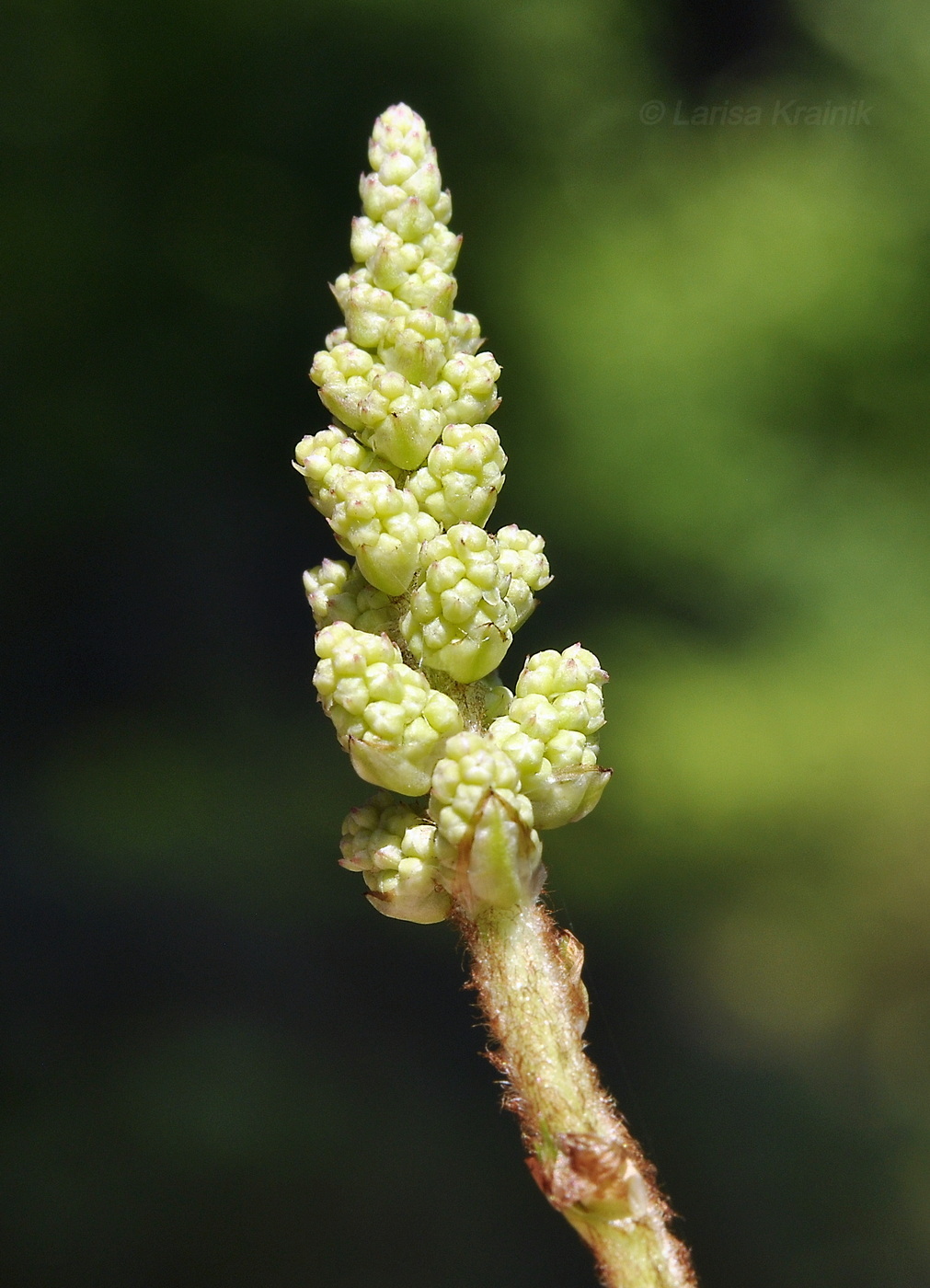 Изображение особи Astilbe chinensis.