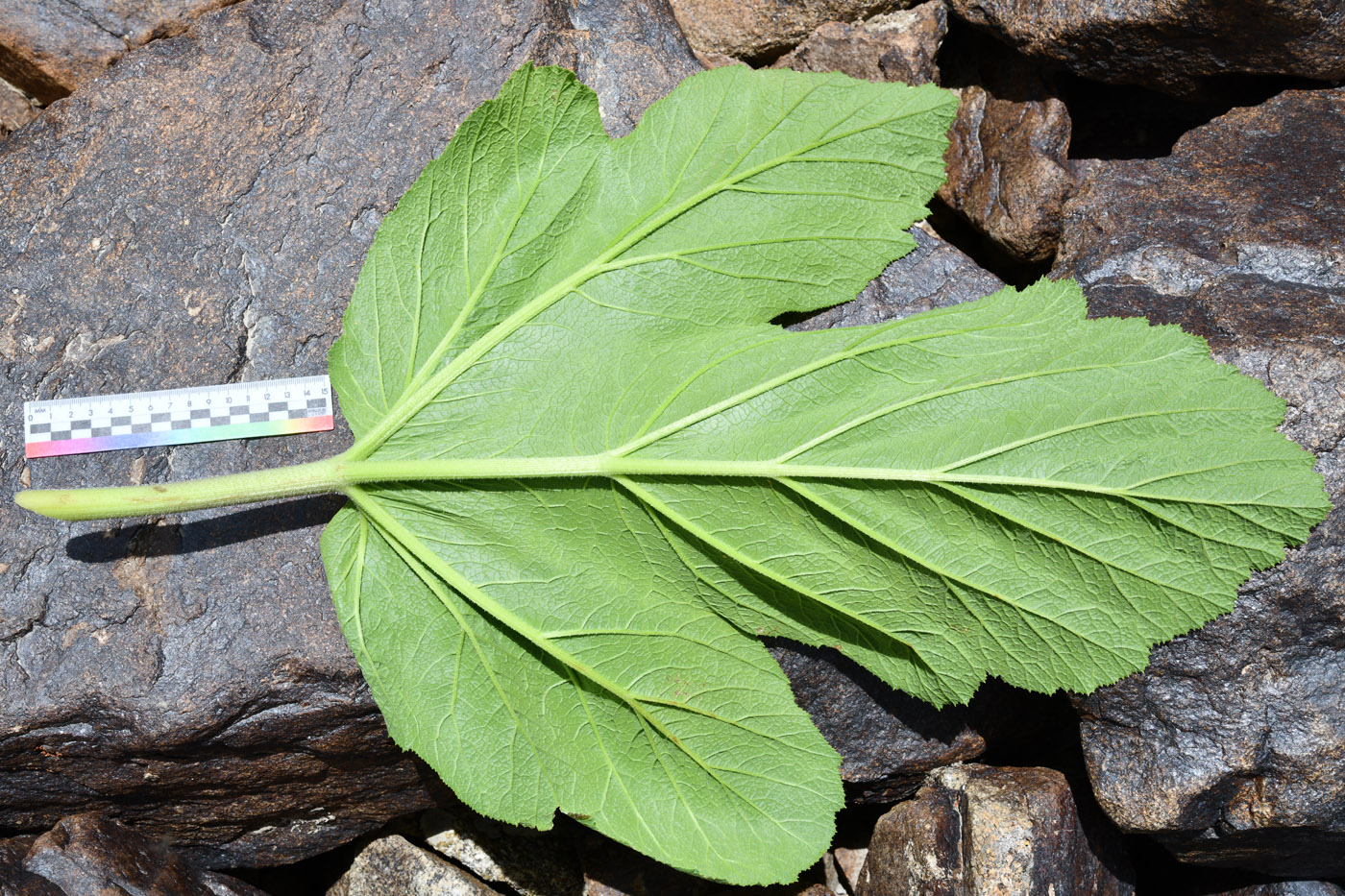 Image of Tetrataenium olgae specimen.