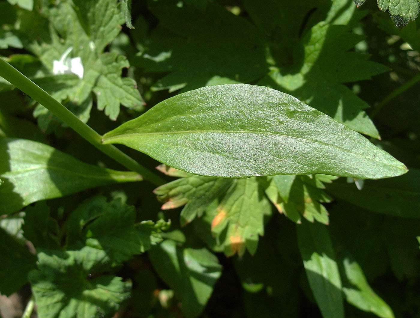 Image of Eutrema integrifolium specimen.