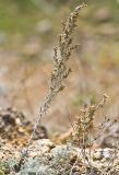 Artemisia lercheana