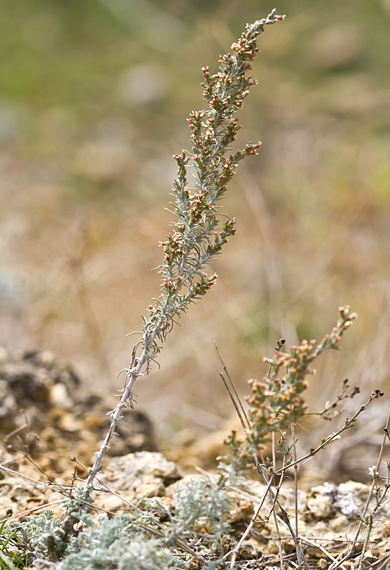 Image of Artemisia lercheana specimen.